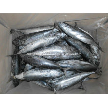 Bqf congelado Bonito pescado para el mercado